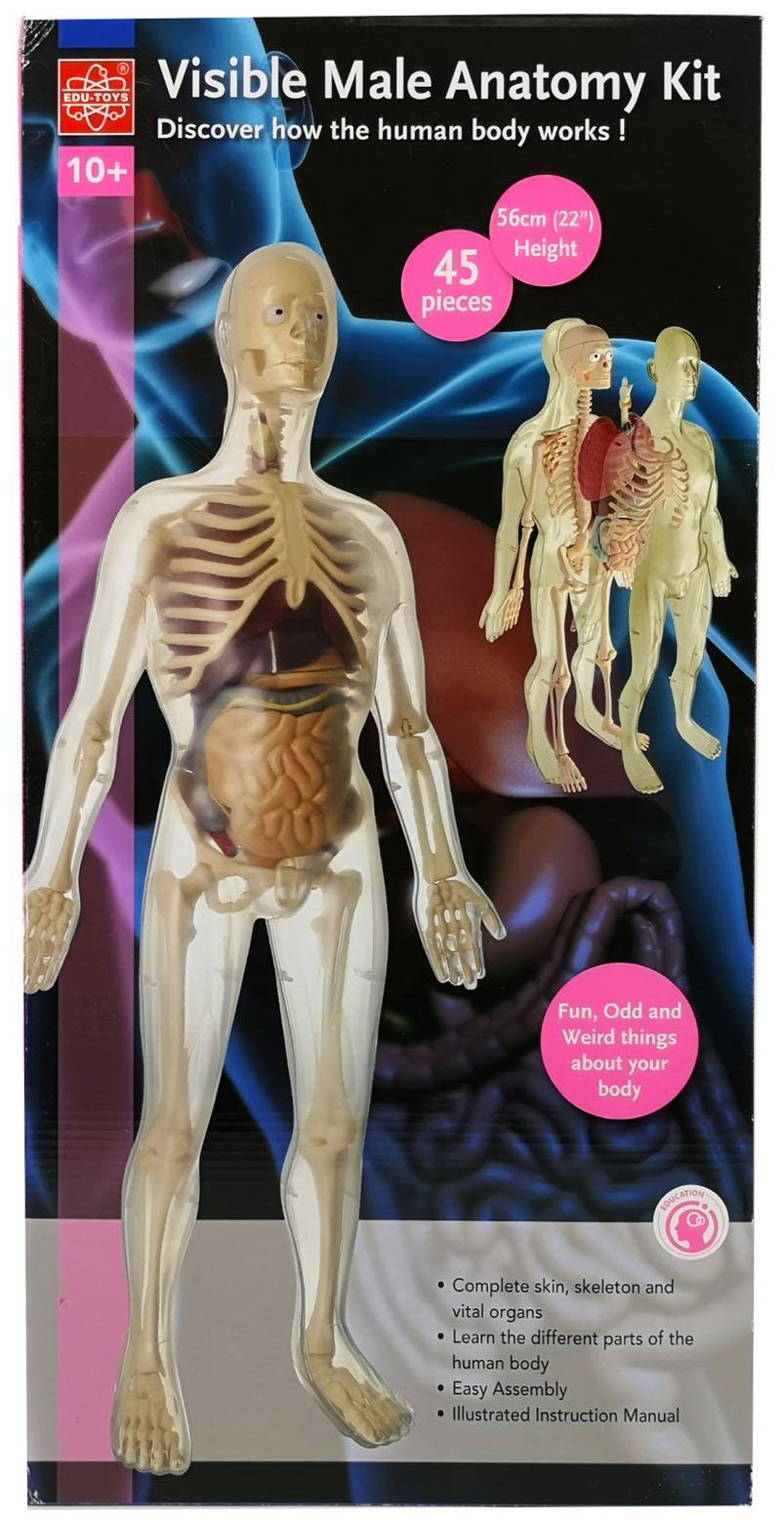 Анатомический набор Edu toys MK002 (органы, скелет 56см, муж.) edu toys анатомический набор глаз