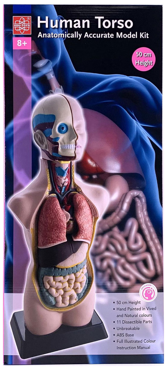 набор edu toys human anatomy model mk050 Анатомический набор Edu toys MK050 (тело, органы 50см)