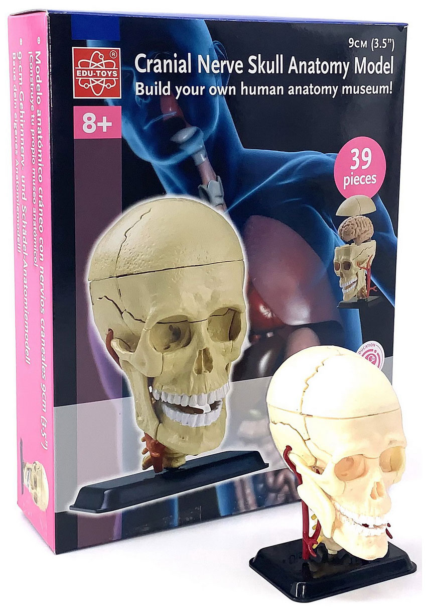 Анатомический набор Edu toys SK010 (череп)