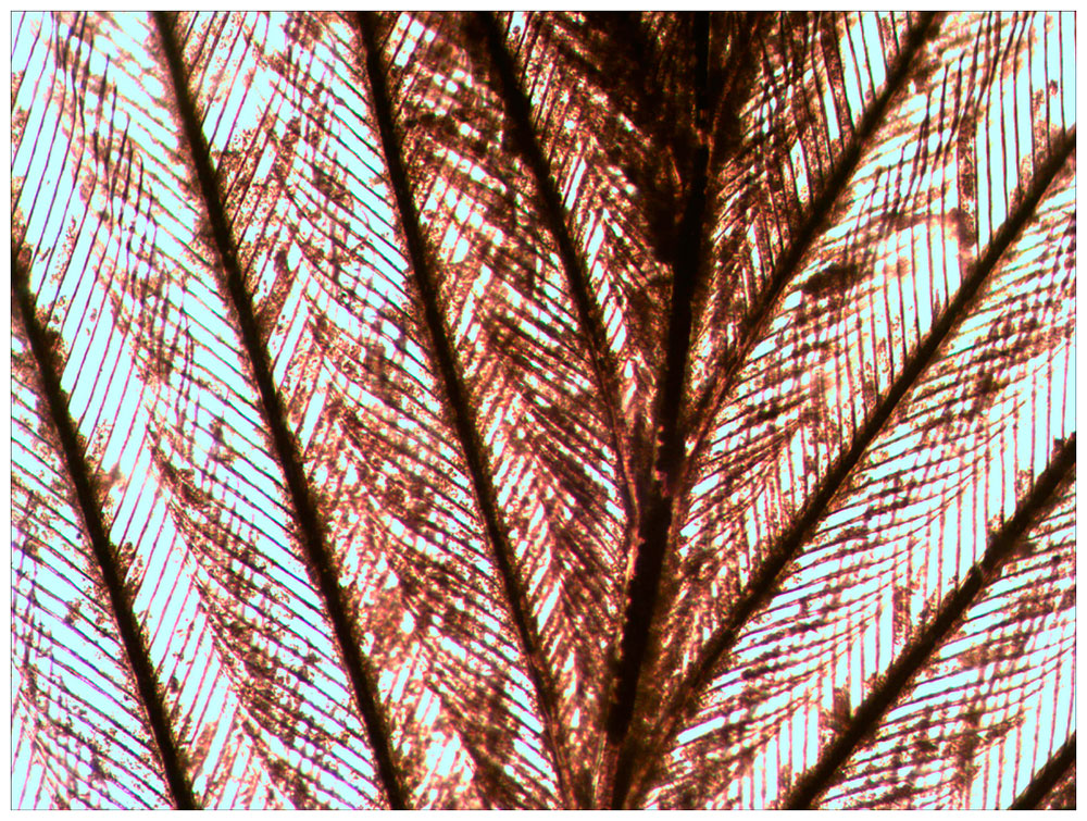 Изображение товара Набор готовых микропрепаратов Levenhuk N10 NG для микроскопов 8 шт подготовленных образцов и стекла