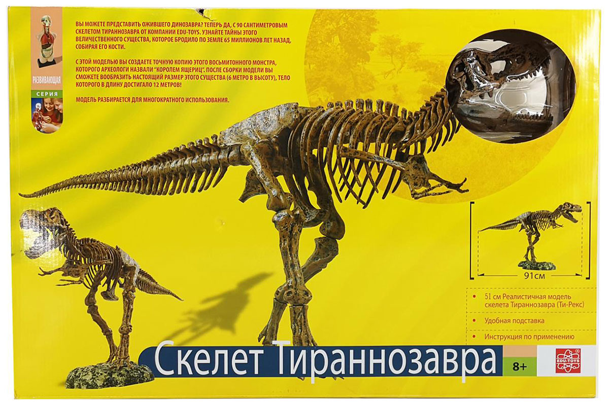 Набор Скелет Тиранозавра Edu toys VT026 анатомический набор edu toys mk001 органы скелет 56см жен