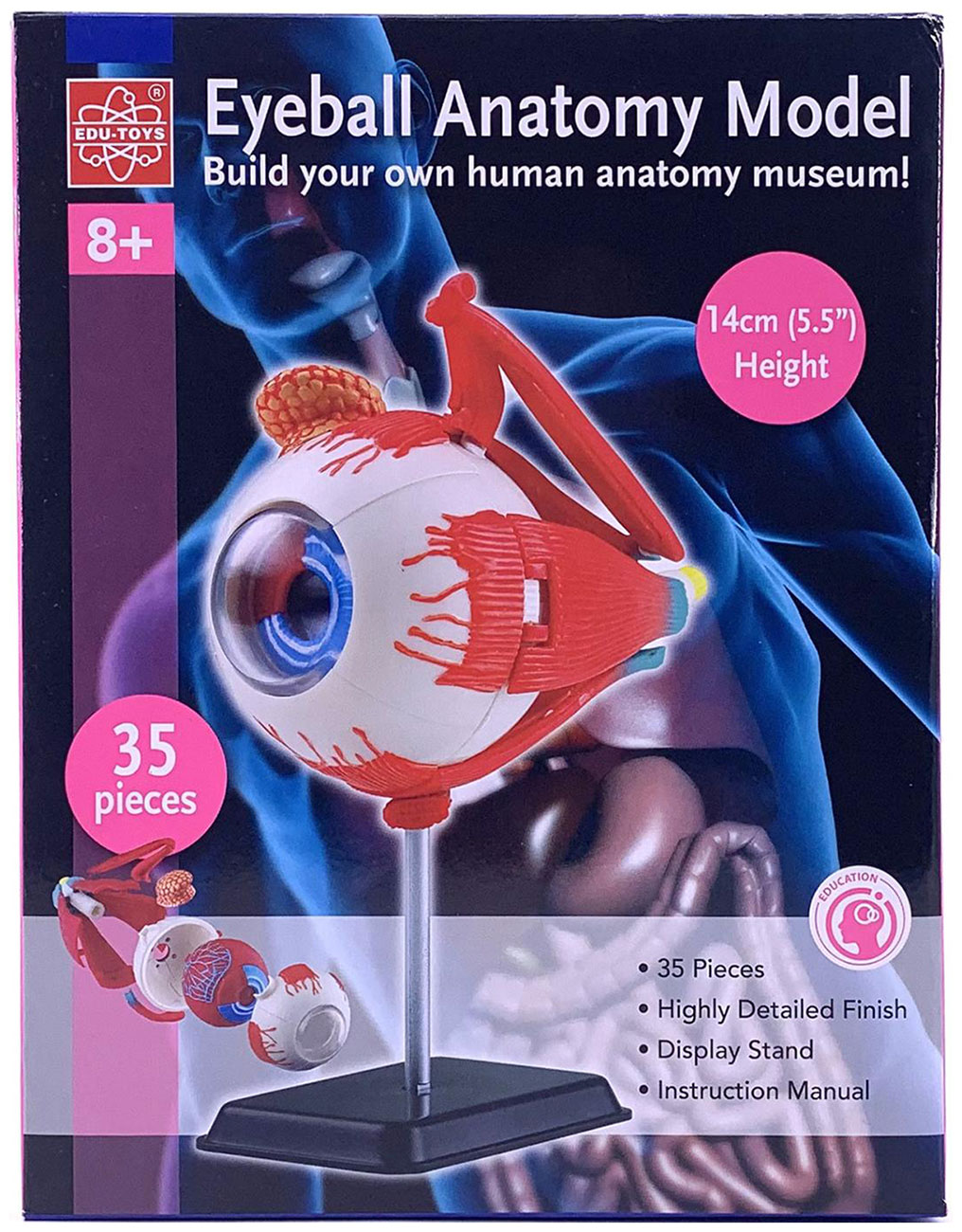 Анатомический набор Edu toys SK007 модель человеческого органа анатомический искусственный реалистичный обучающий реквизит декоративная имитация