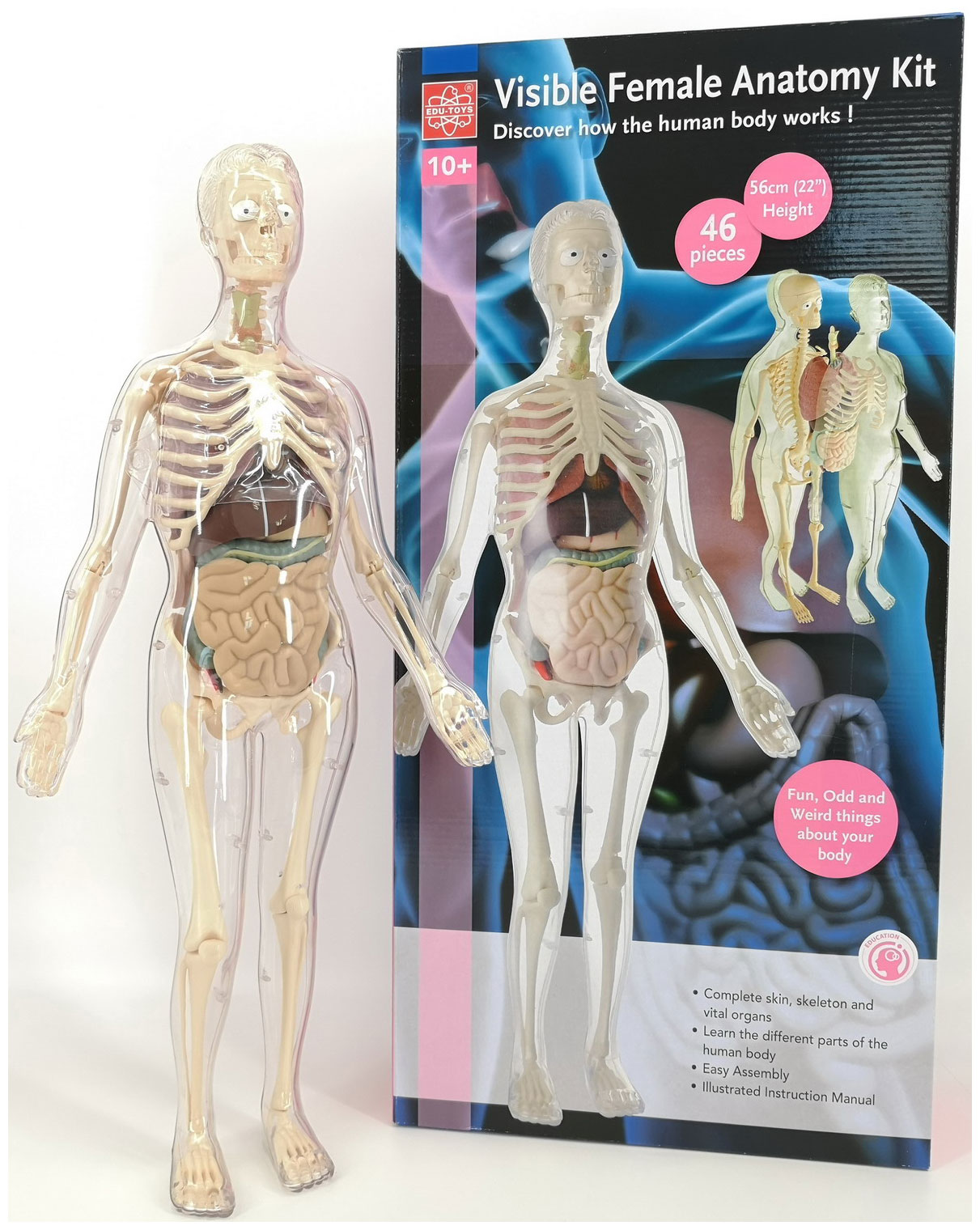 Анатомический набор Edu toys MK001 (органы, скелет 56см, жен.) анатомический набор edu toys mk001 органы скелет 56см жен