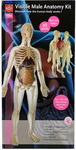 Анатомический набор Edu toys MK002 (органы, скелет 56см, муж.)