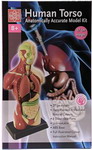 Анатомический набор Edu toys MK027 (тело, органы 27см)