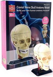 Анатомический набор Edu toys SK010 (череп) анатомический набор edu toys sk010 череп