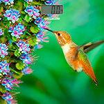 фото Весы напольные willmark (wbs-1811d) колибри