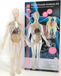 Анатомический набор Edu toys MK001 (органы, скелет 56см, жен.)